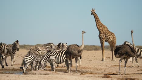 Zebras-and-ostriches-by-water-hole,-giraffe-looking-out
