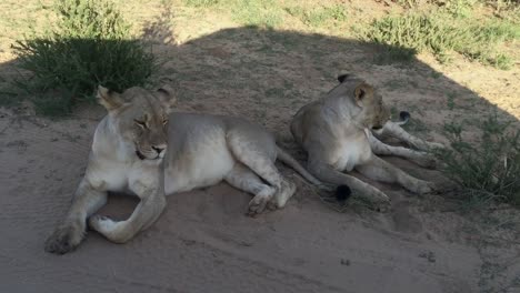 Two-African-Lions-take-advantage-of-vehicle's-shade-in-the-Kalahari