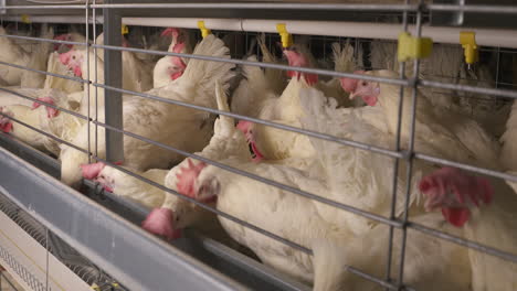 Caged-chickens-at-a-poultry-farm