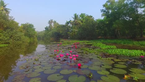 Big-Lily-Pads-In-Tropical-Asia