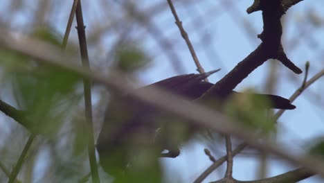 Slow-motion-medium-close-low-shot-of-a-young-Blackbird,-seen-from-different-angle,-concealed-by-greenery