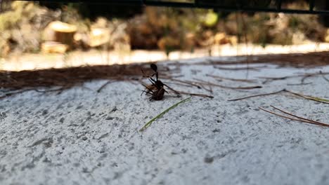 Zeitlupe-Einer-Großen-Dunklen-Wespe,-Die-An-Einem-Sommertag-Eine-Schwarze-Spinne-Angreift