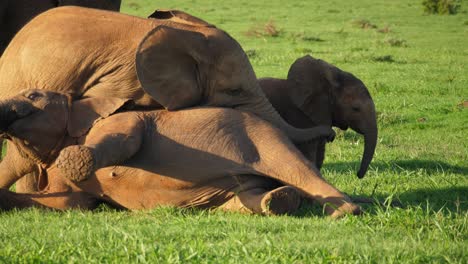 Three-African-elephant-calves-wrestle-and-play-with-each-other-on-the-grass-while-their-mother-watches-nearby