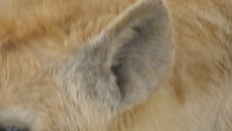 Nahaufnahme-Des-Kopfes-Einer-Hyäne