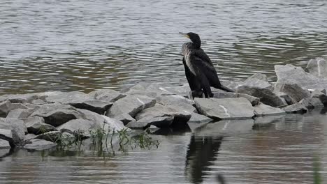 Single-bird-sitting-calm-in-the-stone-at-backside-of-flowing-water