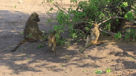 Two-young-Chamca-Baboons-play-with-a-small-infant-in-the-troop