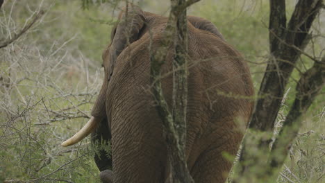 Un-Elefante-Comiendo-Arbusto-En-El-Parque-Nacional-Kruger,-Sudáfrica