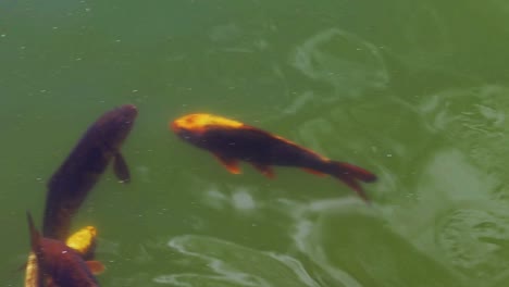 Large-Colored-varieties-of-Amur-carp-swimming-arround-in-a-pond