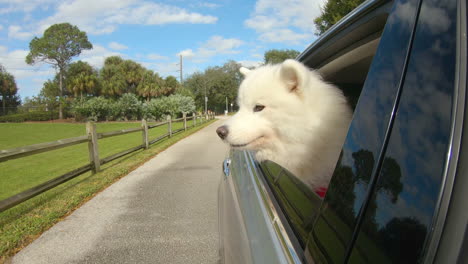 Cute-Samoyed-Puppy-looking-out-the-window-on-a-beautiful-summer-day