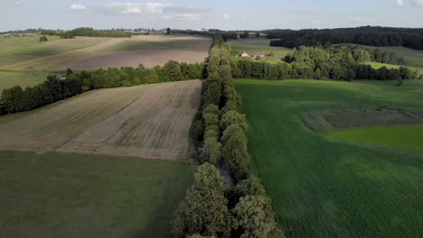 Flying-over-trees-that-grow-along-the-road,-quickly-rising-from-a-low-level-and-even-flight-over-the-treetops,-Aerail-shot-by-drone
