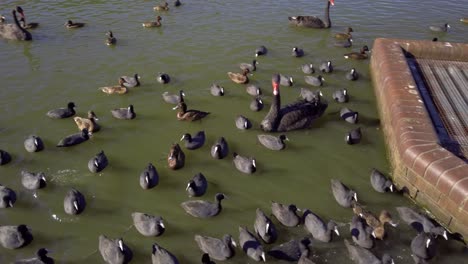 Bandadas-De-Cisnes-Negros-Y-Patos-Salvajes-Están-Nadando-En-Un-Estanque-En-El-Parque-Centenario