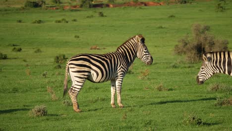 Moving-camera-shot-of-lone-zebra,-prodded-and-then-chased-away-by-another-in-an-attempt-to-assert-dominance