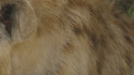Close-up-of-a-hyena`s-head