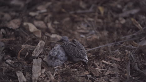 Mother-Mourning-Dove-Arrives-to-Cover-Her-Two-Scared-Chicks-on-the-Ground