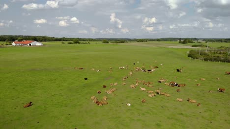 Cows-on-green-grass-in-natural-scenery,-aerial-footage-on-Eastern-Poland