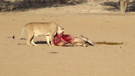 Grafik:-Der-Blutige-Afrikanische-Löwe-Kaut-Auf-Einem-Kürzlich-Getöteten-Elenantilopen