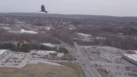 hawk-flying-in-the-sky-aerial-shot