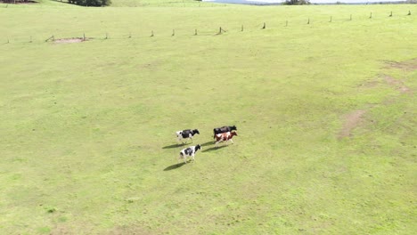 Vacas-Caminando-Juntas-En-El-Campo