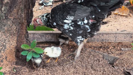 Mother-Hen-Exploring-with-Chicks