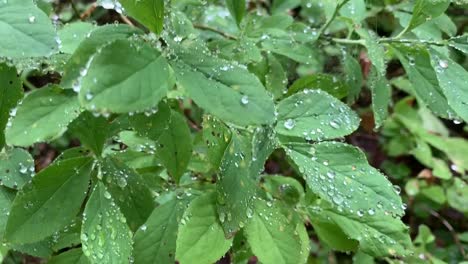 Water-droplets-on-green-leaves.-Nature-scenery-background