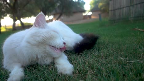 Zeitlupe-Einer-Weißen-Katze,-Die-Im-Gras-Liegt-Und-Sich-Mit-Der-Pfote-Am-Kopf-Kratzt
