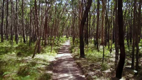 Moving-forward-along-a-track-in-the-Wombat-State-Forest-near-Trentham,-Victoria,-Australia