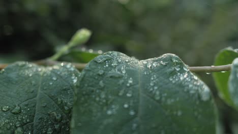 Raindrops-on-leaves-after-rain-with-delicate-light,-close-up