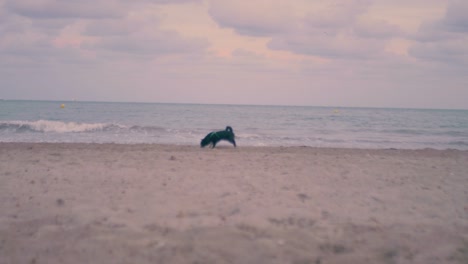 Cute-black-dog-plays-in-the-sand-to-take-the-ball-to-its-owner