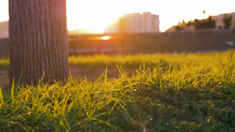 Park-grass-at-sunrise,-beautiful-orange-color,-perfect-light