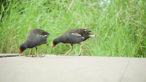 2-Vögel-Fressen-Auf-Dem-Boden-In-Einem-Stadtpark