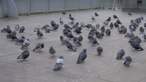 flock-of-pigeon-flying-over-head