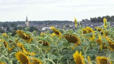 A-field-of-sunflowers-next-to-a-small-French-rural-village-typical-of-the-Poitou-Charente-region,-Europe