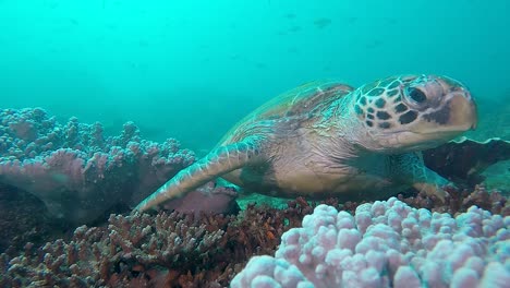 Ein-Unterwasservideo-Einer-Großen-Grünen-Meeresschildkröte,-Die-Auf-Einem-Farbenfrohen-Riff-Ruht,-Den-Kopf-Hebt-Und-Sich-Umschaut