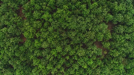 Top-drone-view-of-healthy-green-Indian-rainforest-in-a-rural-area-in-Kerela-India,-day