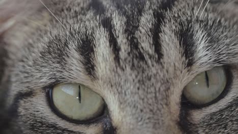 Alert-young-striped-tabby-cat-macro-shot-of-eyes