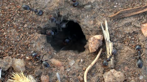 Nahaufnahmeansicht-Eines-Ameisenlochs
