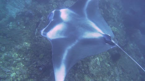 a-giant-mantaray-is-hovering-above-the-reef