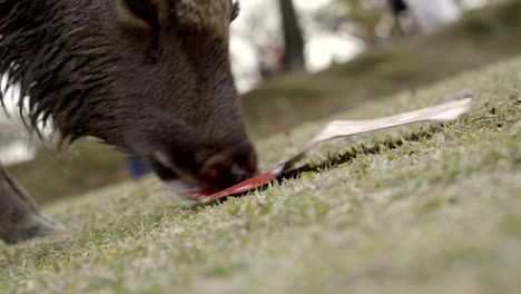 Male-Japanese-Sika-deer-or-buck-chewing-on-cardboard-packaging-in-Nara-park,-close-up-tilted-shot