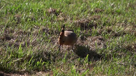 Eurasian-Hoopoe-using-its-long-beak-to-hunt-among-the-blades-of-grass,-slow-motion-clip