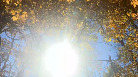Aufnahme-Eines-Spaziergangs-Mit-Blick-Nach-Oben-Durch-Die-Herbstblätter-Bei-Sonnenaufflackern-In-4K