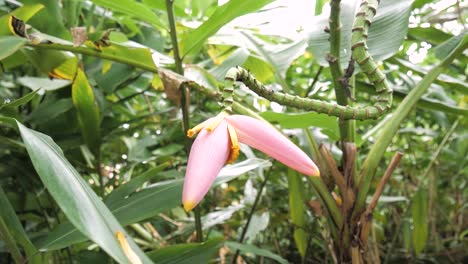 Flor-De-Plátano-En-La-Selva