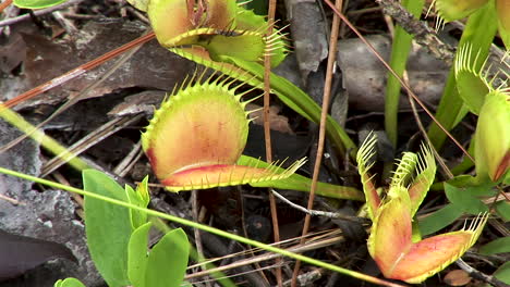 Venus-fly-traps-on-the-forest-floor