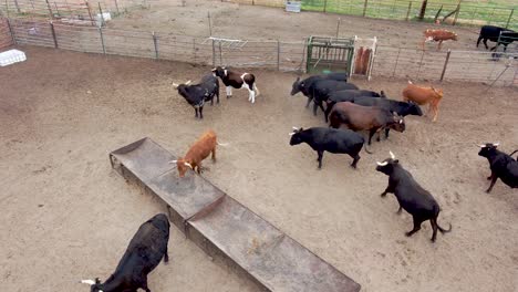 Playful-bulls-and-steers-mingle-in-this-large-pen