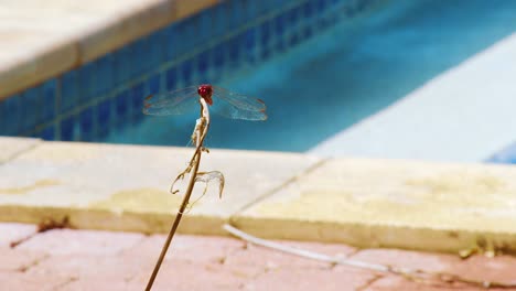 Eine-Fliegende-Rote-Libelle,-Die-An-Einem-Sonnigen-Tag-Auf-Einer-Getrockneten-Pflanze-Thront-–-Nahaufnahme