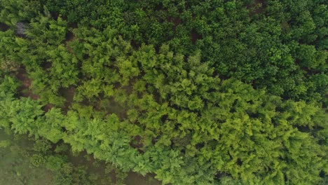 Aerial-spiral-up-view-of-majestic-green-forest-in-south-India,-Kerela