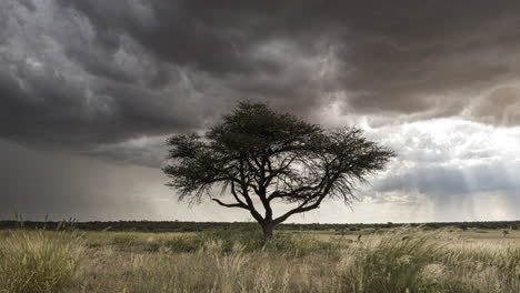Llanura-Cubierta-De-Hierba-Kalahari-Con-Un-árbol-Solitario-Cubierto-Por-Nubes-Oscuras-En-Una-Temporada-De-Lluvias-En-Botswana---Lapso-De-Tiempo