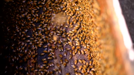 Rahmen-Eines-Bienenstocks,-Imker-Erntet-Honig,-Bienen-Produzieren-Frischen,-Gesunden-Honig,-Imkereikonzept