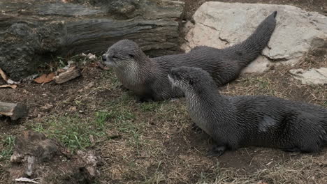 Two-river-otters-standing-beside-each-other,-watching-closely-and-then-running-off