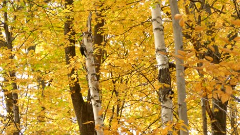 El-Impresionante-Bosque-Otoñal-En-Colores-Alberga-Al-Pájaro-Carpintero-Más-Grande-De-Canadá