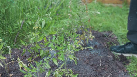 Bewässerung-Von-Tomatenpflanzen-Mit-Natürlichem-Flüssigdünger
